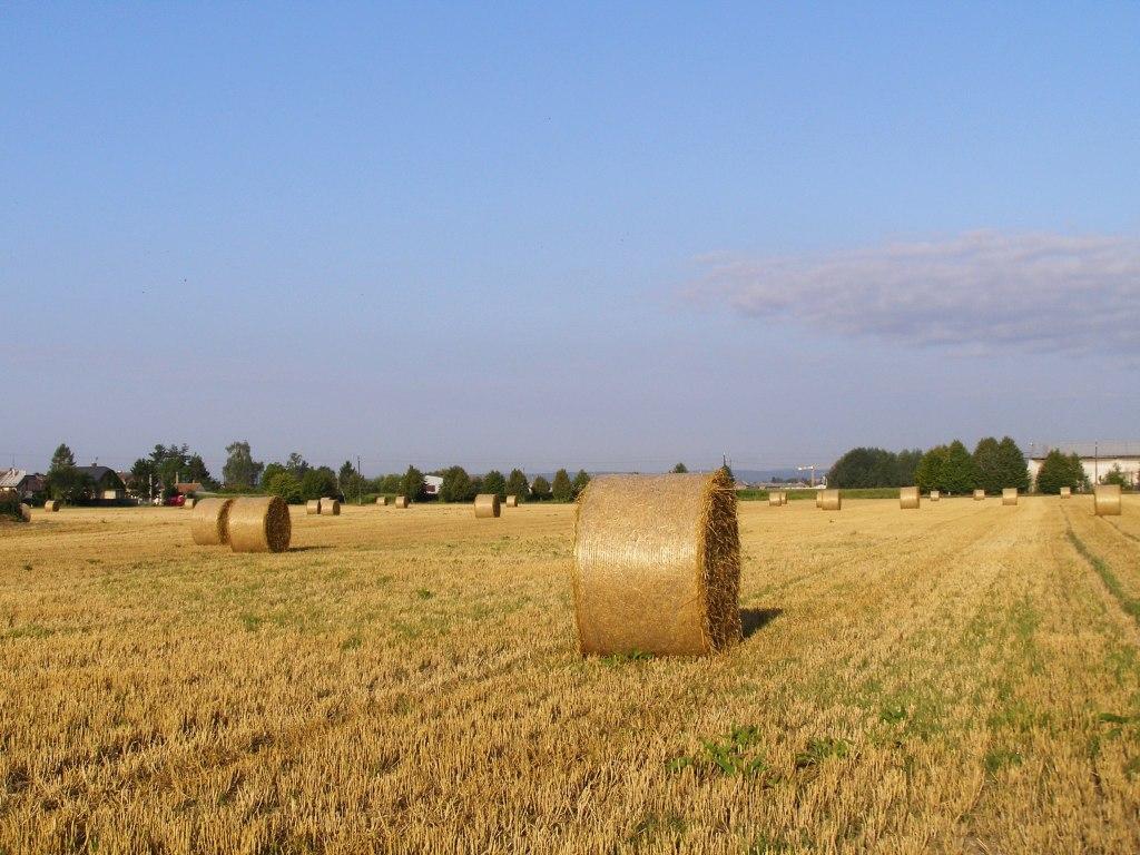 Skrbeň